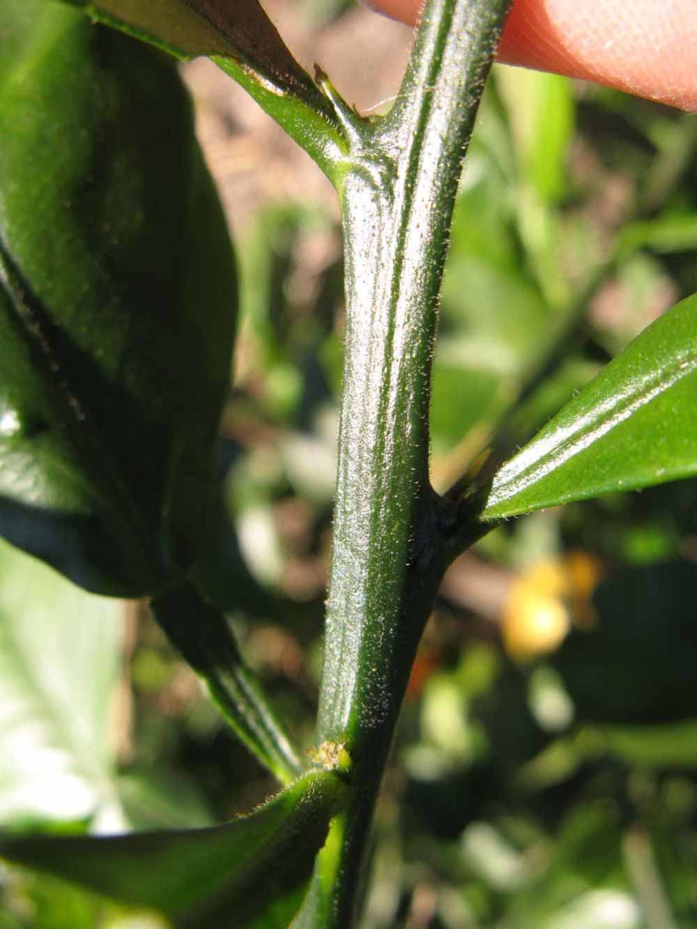              First year twig (Winter Haven, FL)       